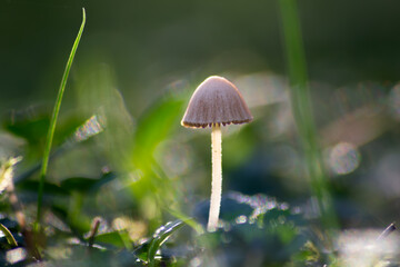 Mushrooms in the grass is a  tiny world.