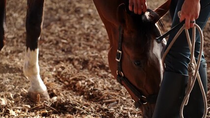 Bridle with wearing horse stands in stall, eating hay, while female groom strokes horse's mane next to it, showing care and affection. Concept horse care, love, and affection - Powered by Adobe