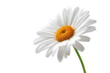 Obraz premium White daisy with yellow center on a stark black background