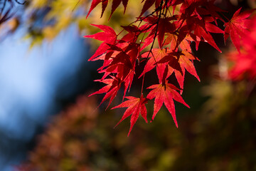 Brilliant Japanese Maple tree leaves against blue sky in autumn time.