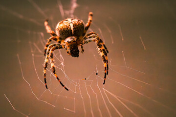 Wie eine stille Architektin hängt sie im Zentrum ihres Kunstwerks – geduldig, präzise, vollkommen. Jeder Faden trägt das Licht, jeder Knoten eine Geschichte von Geduld und Instinkt. Im goldenen Schimm