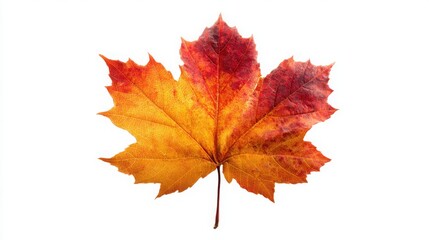 Bright Autumn Maple Leaf in Shades of Red, Yellow, and Orange Isolated on White