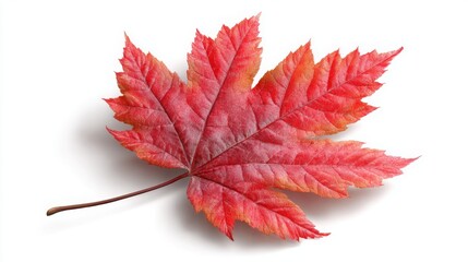 Beautiful Red Maple Leaf Isolated on White Background