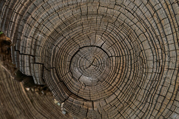 Naklejka premium 古木の年輪や割れ