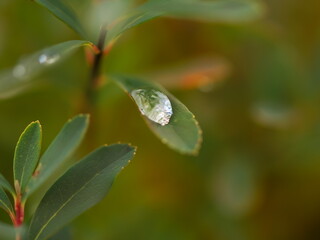 Fresh Green Leaves spruced up with Dew Drops resting within the Tender Embrace of Natures Beauty