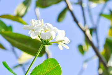frangipani, frangipani flower or pagoda tree or temple tree with fowers or white flower
