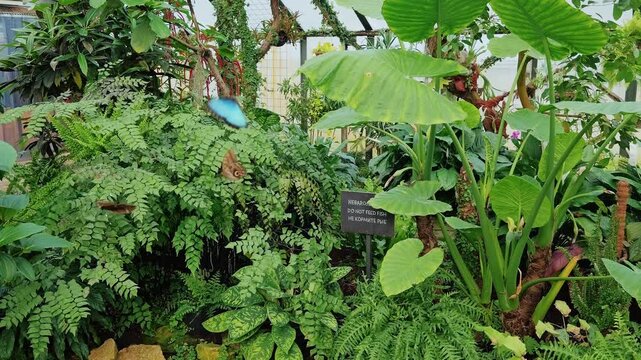 Slow motion view of Blue Morpho butterflies flying among tropical plants in Riga