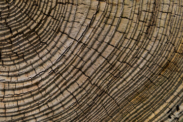 Fototapeta premium 古木の年輪や割れ
