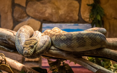 A snake chilling on a rock 