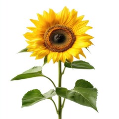 Obraz premium Beautiful single sunflower with vibrant yellow petals and green leaves against a white background for natural beauty concepts