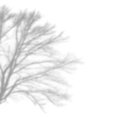 Detailed Tree Canopy Corner Shadow Overlay with Bare Branches