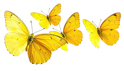 Cluster of bright yellow butterflies, wings spread on a black background