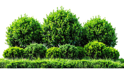 Lush, vibrant green bushes and grass isolated against black