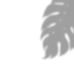 Detailed Monstera Leaf Shadow Overlay with Strong Veins