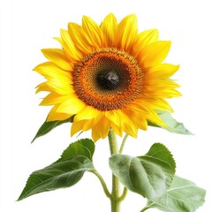 Fototapeta premium Bright and Cheerful Sunflower Bloom with Vibrant Yellow Petals and Green Leaves Against White Background
