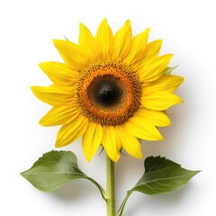 Fototapeta premium Vibrant Sunflower Bloom on White Background with Fresh Green Leaves Perfect for Nature and Floral Themes