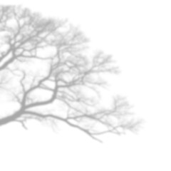 Detailed Tree Branch Shadow Corner Overlay for Background Design