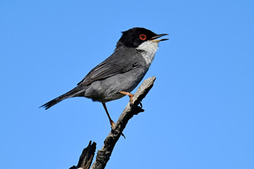 Obraz premium Samtkopf-Grasmücke // Sardinian warbler (Curruca melanocephala) - Peloponnes, Griechenland