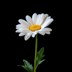 Beautiful white daisy flower with vibrant yellow center on a dark background, highlighting natural elegance and simplicity in nature