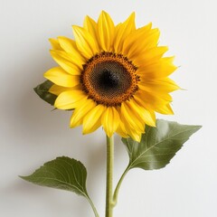 Obraz premium Bright and Vibrant Sunflower with Bold Yellow Petals and Rich Brown Center Against Simple Background