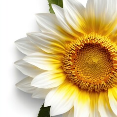 Vibrant Sunflower Bloom with Detailed Petals and Rich Yellow Tones Against a Soft White Background