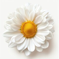Delicate White Daisy Flower with Bright Yellow Center Isolated on a Clean Background for Nature and Floral Designs