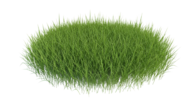 Oval Shaped Green Grass Bush isolated on transparent background