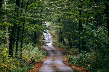  Autumn scene with curved road