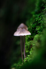  Beautiful fairy tale image with little mushrooms in autumn forest