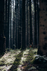 Fototapety na wymiar - Fototapeta24.pl