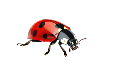 Red ladybug, black spots, delicate legs, isolated on black