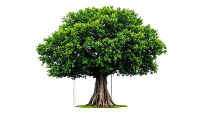 Large tree with dense green foliage against a black background