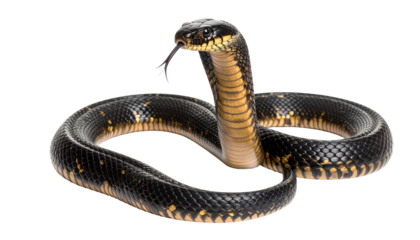 Coiled snake, black body with yellow markings, tongue extended