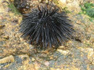 oursin  , animaux marins, 