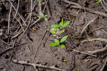 mangrove tree roots that grow above sea water. Mangroves function as plants