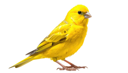 Bright, yellow canary posed against a black backdrop