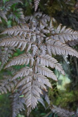 Detailed close up of a withered brown fern frond in a forest.