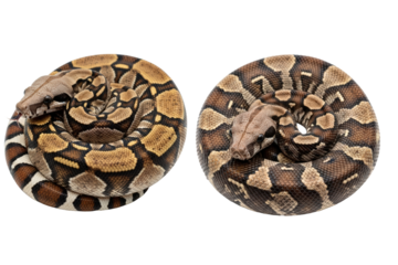 Two Brown And Black Scaled Snakes Curled isolated on transparent background