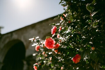 Fototapety na wymiar - Fototapeta24.pl