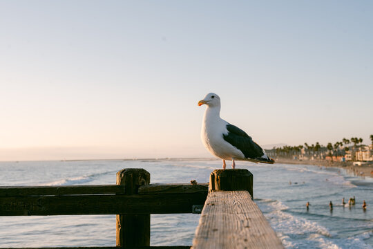 White seagull standing on pier with surfers in background