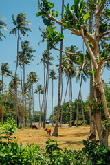 Fototapeta premium Scenic Drive Past Coconut Beach and Palm Groves near Senggigi, Lombok