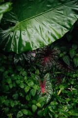 Caladium and Elephant Ear Leaves after Rain, Phuket, Thailand