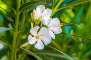 A flowering plants in Tucson, Arizona
