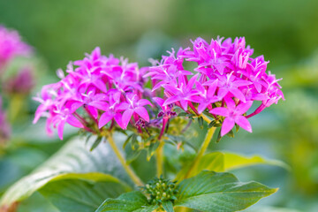 A flowering plants in Tucson, Arizona