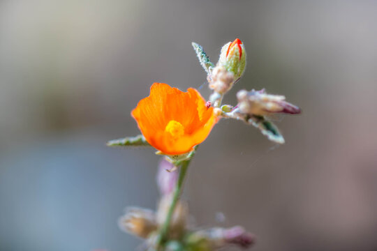 A flowering cactus in Tucson, Arizona