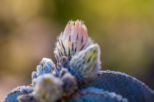 A flowering cactus in Tucson, Arizona