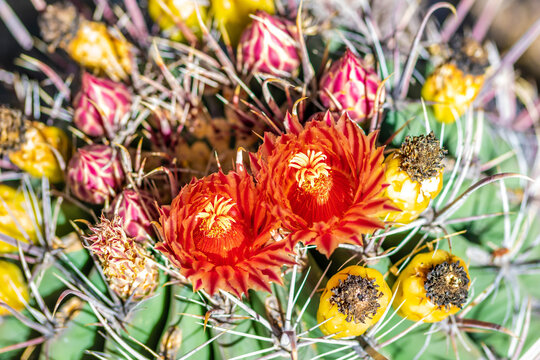 A flowering cactus in Tucson, Arizona