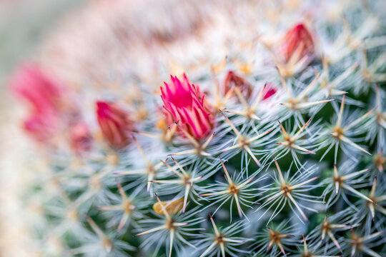 A flowering cactus in Tucson, Arizona