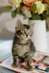 Tabby kitten sitting looking curious with flowers
