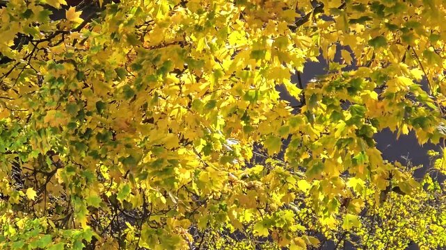 Autumn leaves in motion under sunlight